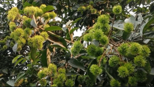রাম্বুটান গাছে পাতার ফাঁকে চিকন ডালে থোকায় থোকায় রাম্বুটান ঝুলছে