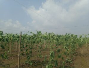 লাউ গাছ কেটে দিয়েছে দুর্বৃত্তরা
